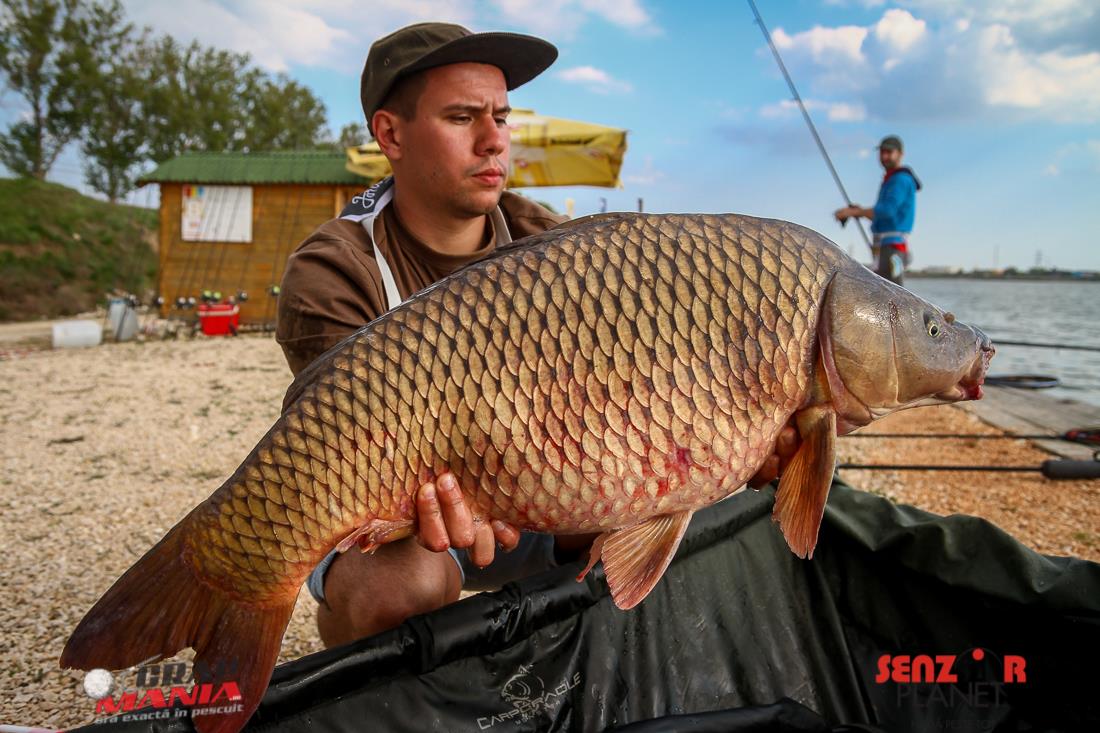 Jurnalul lui gor965: Numai 6